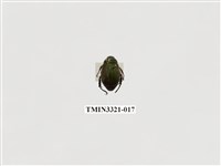 藏品(藍帶條金龜)的圖片